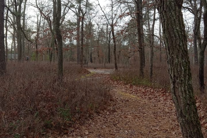 Forest path with bare trees and a wooden sign reading 'Birch' in the foreground.