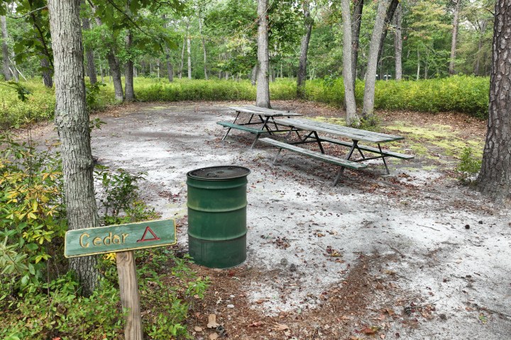 Wooded campsite with picnic tables, a green trash bin, and a sign labeled 'Cedar'.