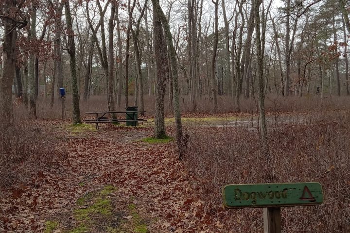 Leaf-covered trail in forest with picnic table and 'Dogwood' sign in foreground.