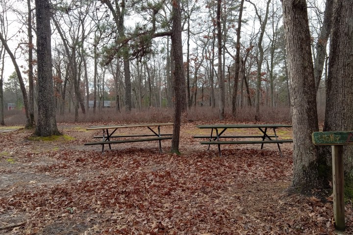 Two picnic tables in a forest with bare trees and fallen leaves on the ground.