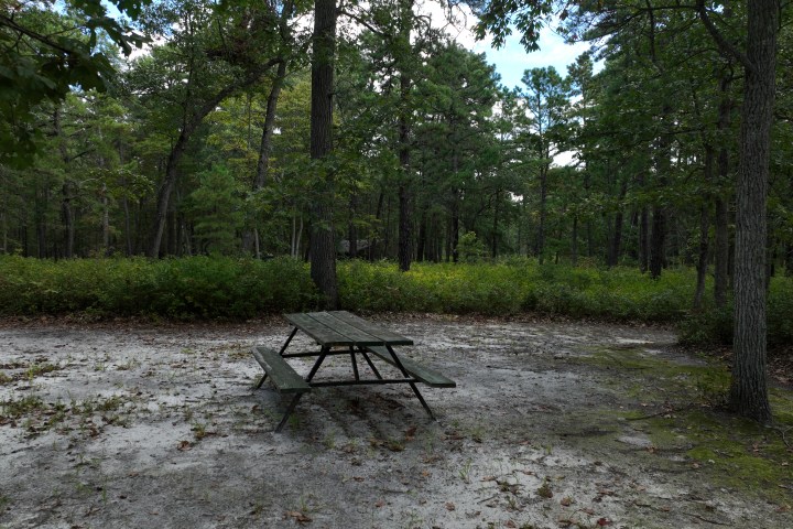 A picnic table on sandy ground surrounded by green forest.