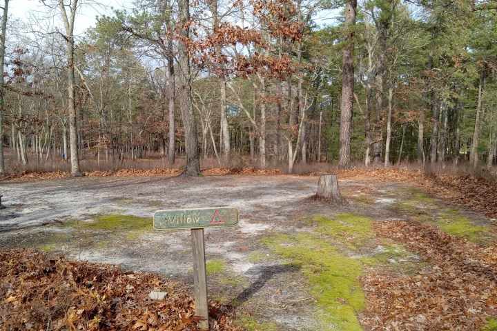 Empty campsite with a Willow sign, surrounded by trees and fallen leaves.
