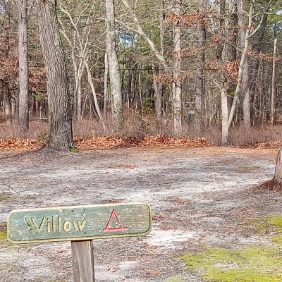 Signpost with 'Willow' in a forest clearing with a tree stump