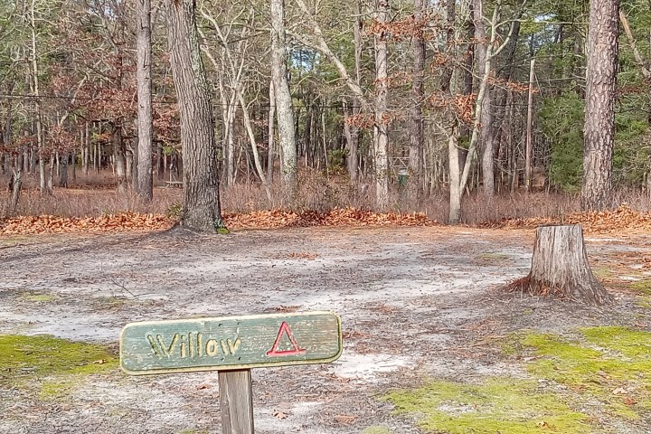 Signpost with 'Willow' in a forest clearing with a tree stump