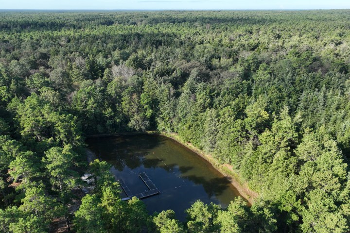 Aerial view of a dense forest surrounding a small pond.