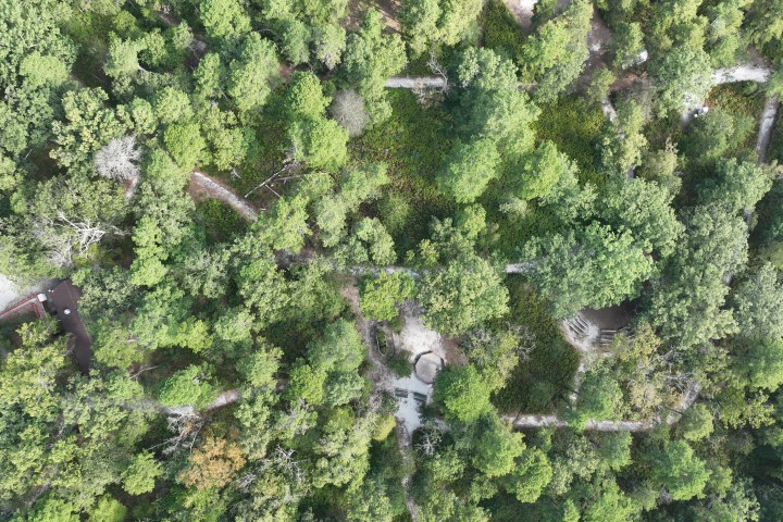 Aerial view of dense green forest with winding paths.